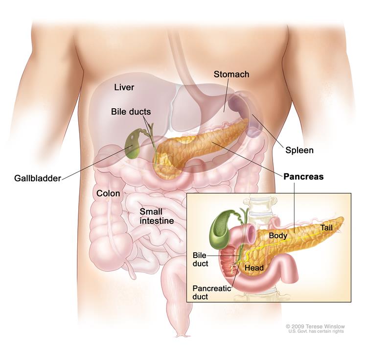 image of a body showing where the pancreas lies between the stomach and the spine. 